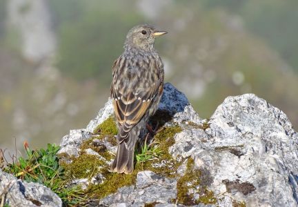 dsc03243-alpenbraunelle.jpg