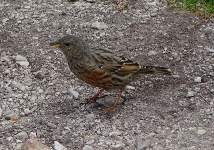 dsc03253-alpenbraunelle.jpg