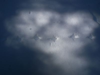 dscf2747-haselhuhnspuren.jpg