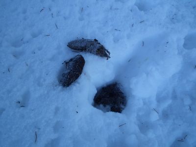 dscf2757-wolfslosung.jpg
