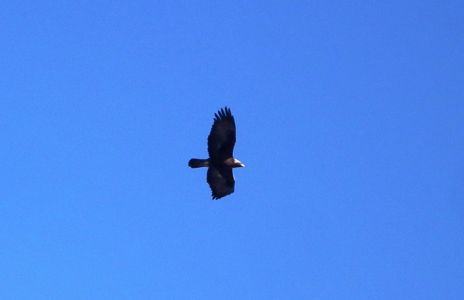 dscf2766-steinadler.jpg