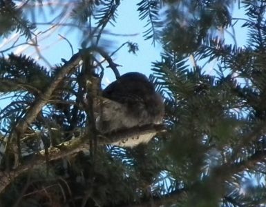 dscf2862-sperlingskautz.jpg