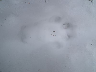 dscf2893-luchsspur.jpg