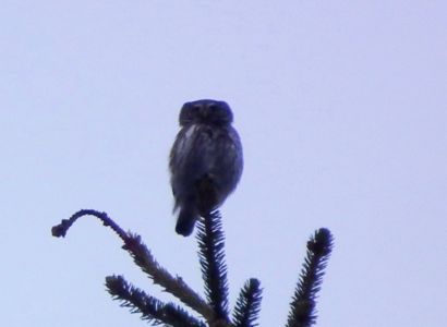 dscf2935.jpg