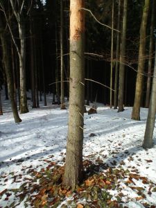 dscf2945.jpg