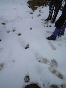 dscf2997-frische-wolfsspur.jpg