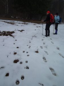 dscf3009-hier-waren-4-wlfe-unterwegs.jpg