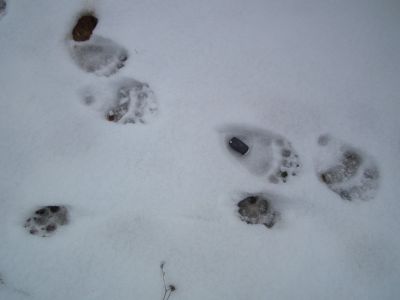 dscf3012-die-wolfsspur-kreuzt-eine-brenspur.jpg