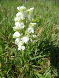dsc09522-kleines-knabenkrat.jpg