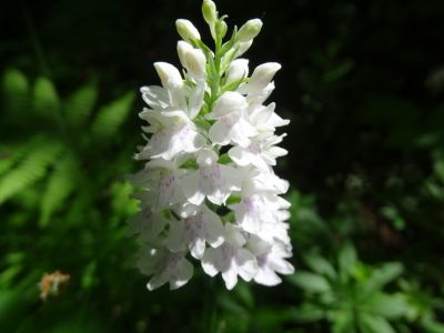 dsc00641fuchsknabenkreut.jpg