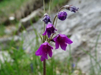 dsc00794-karpatenheilglockenblume.jpg