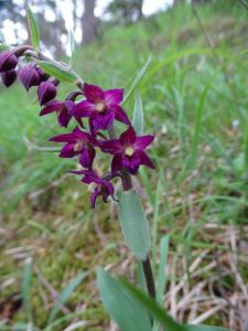 dsc01008-braunrotte-stendelwurz.jpg