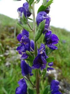 dsc01054-blauer-eisenhut.jpg