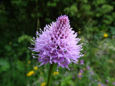 dsc01093-kugelorchis.jpg