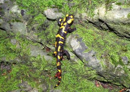dsc01103-feuersalamander.jpg