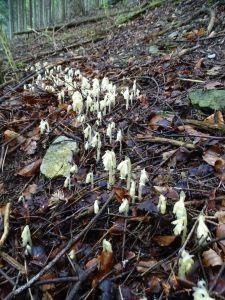 dsc01341-fichtenspargel.jpg