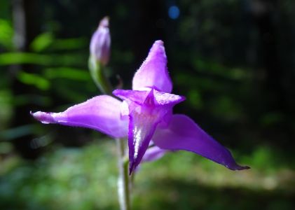 dsc01621-rotes-walvglein.jpg
