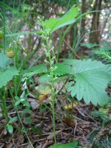 dsc01625-einknolige-weichorchis.jpg