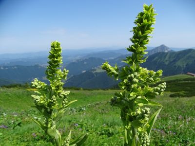 dsc01702-grnlicher-germer.jpg