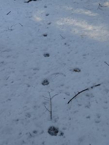 dsc05996-spurbahn-eines-wolfes.jpg
