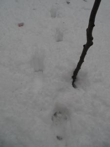 dsc06062-frische-luchsspur.jpg