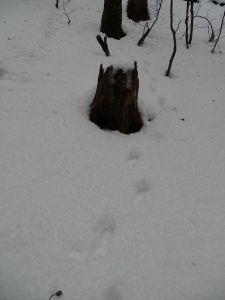 dsc06063-frische-luchsspur.jpg