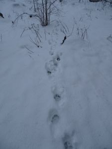 dsc06091-luchsspur.jpg