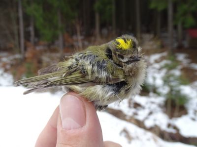 dsc06109-totes-wintergoldhnchen.jpg