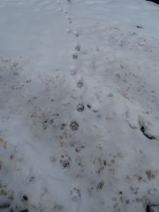 dsc06112-spurbahn-eines-luchses.jpg