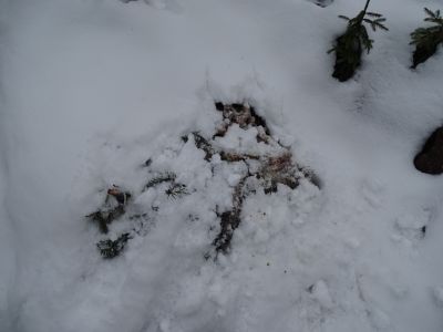 dsc06127-reste-vom-luchsriss.jpg