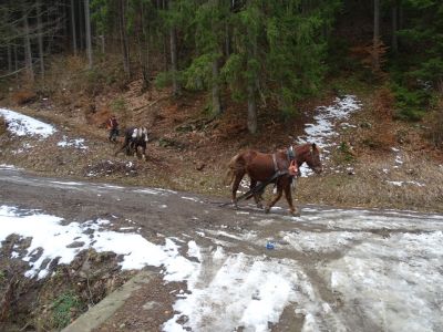 dsc06134-rckepferde.jpg