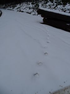 dsc06136-ltere-luchsspur.jpg