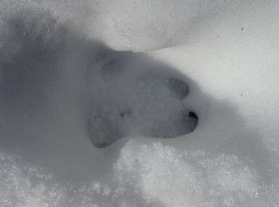dsc02375-wildschwein-spur.jpg