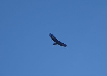 dsc02383-steinadler.jpg