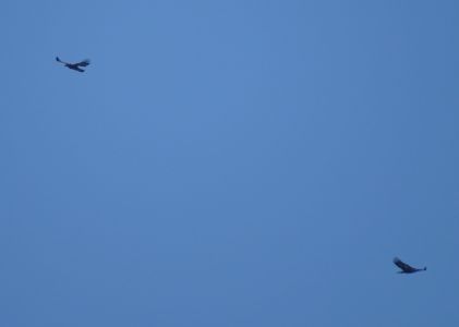 dsc02386-steinadler.jpg