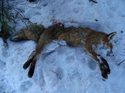 dsc02394-vom-wolf-tod-gebissener-fuchs.jpg