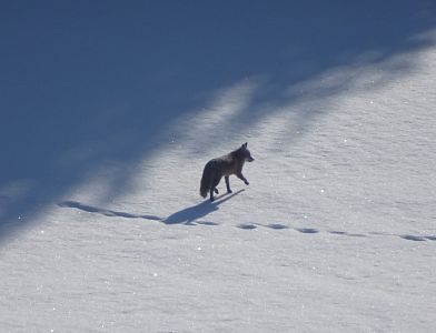 dsc02502-fuchs.jpg