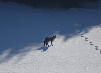 dsc02504-fuchs.jpg