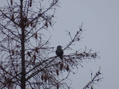 dsc02790-tannenhher.jpg