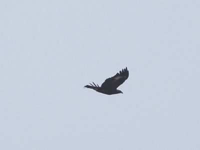 dsc02791-steinadler.jpg