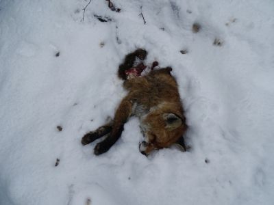 dsc02796-toter-fuchs.jpg