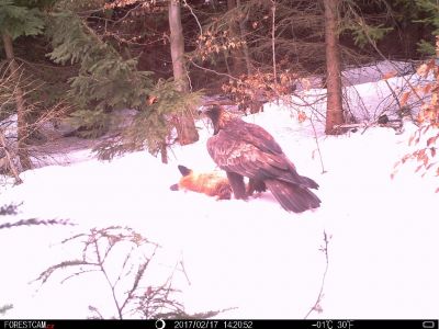 dsc02799-ptdc0380-steinadler-mnnchen.jpg