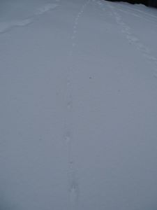 dsc02874-fuchsspur.jpg