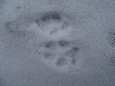 dsc03126-fuchsspur.jpg