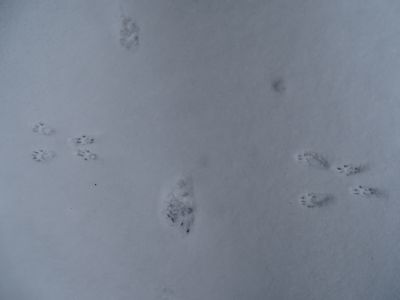 dsc03130-eichhrnchen.jpg