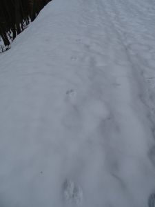 dsc03139-steinmarder.jpg