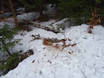 dsc03140-der-tote-fuchs.jpg