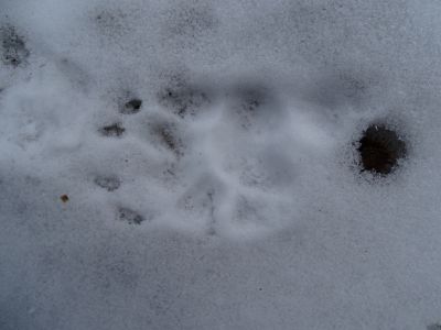 dsc03160-dachsspur.jpg