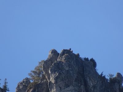 dsc03231-steinadlerpaar.jpg