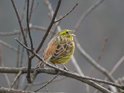 dsc03255-goldammer.jpg